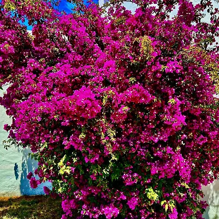 Solar Do Monte 6 公寓